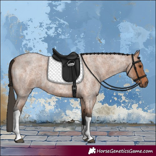 Horse Color:Bay Roan Tobiano 