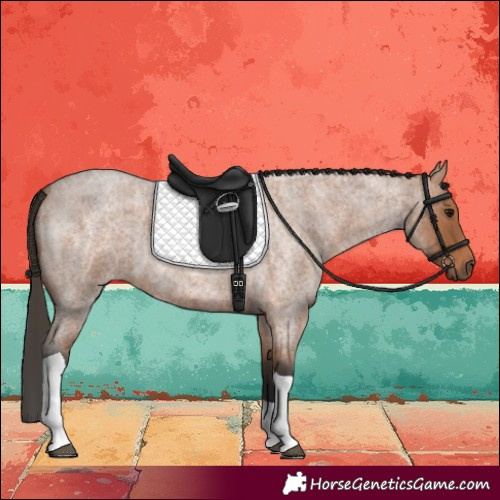 Horse Color:Bay Roan Tobiano 