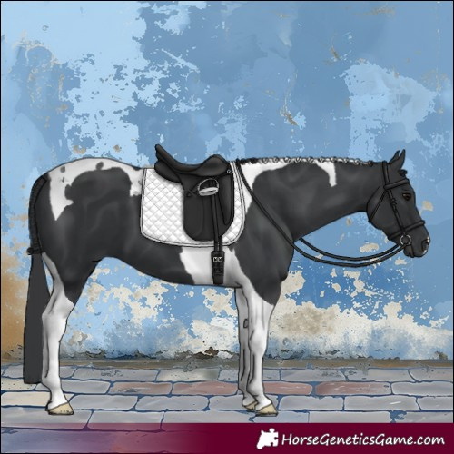 Horse Color:Black Tobiano 