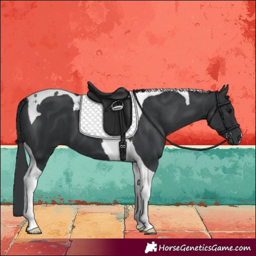 Horse Color:Black Tobiano 