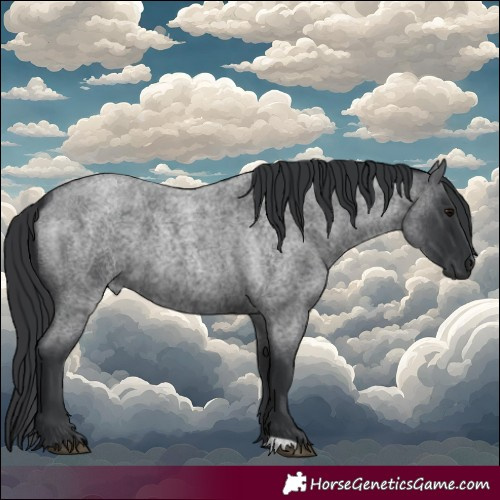 Horse Color:Blue Roan 