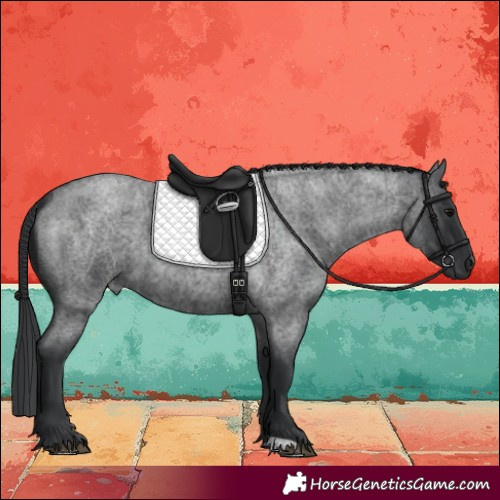 Horse Color:Blue Roan 