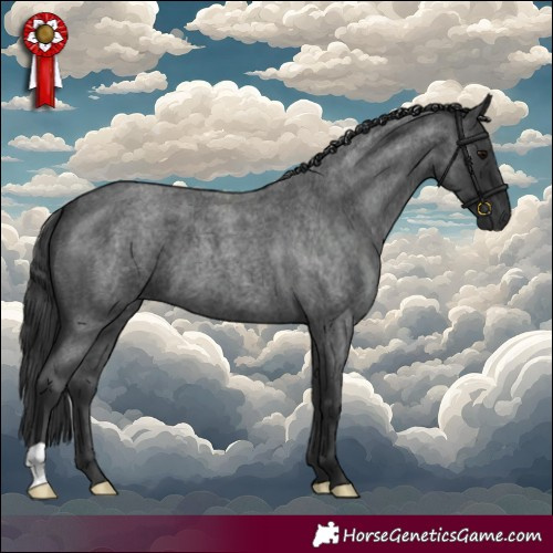 Horse Color:Blue Roan