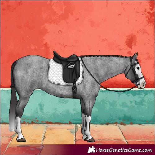 Horse Color:Smoky Blue Roan Splash 