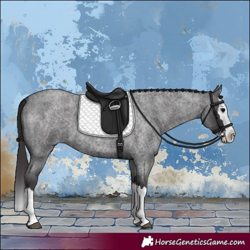 Horse Color:Smoky Blue Roan Splash