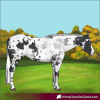 Horse Color:White Spotted Black Harlequin Merle