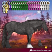 Horse Color:Smoky Black 