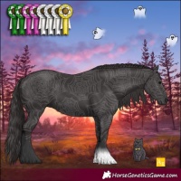 Horse Color:Smoky Black 