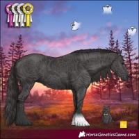 Horse Color:Smoky Black 