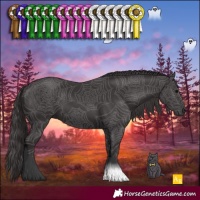 Horse Color:Smoky Black