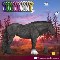Horse Color:Smoky Black