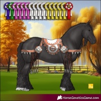 Horse Color:Smoky Black