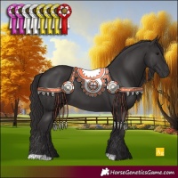 Horse Color:Smoky Black 