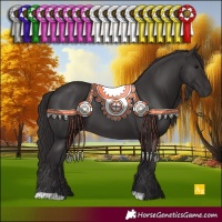 Horse Color:Smoky Black