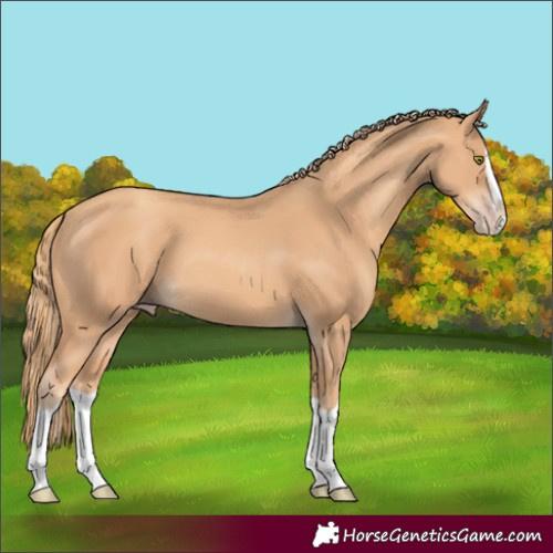 Horse Color:Gold Champagne Splash 