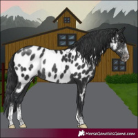 Horse Color:Black Sabino Near Leopard Rabicano 