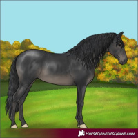 Horse Color:Black Rabicano 