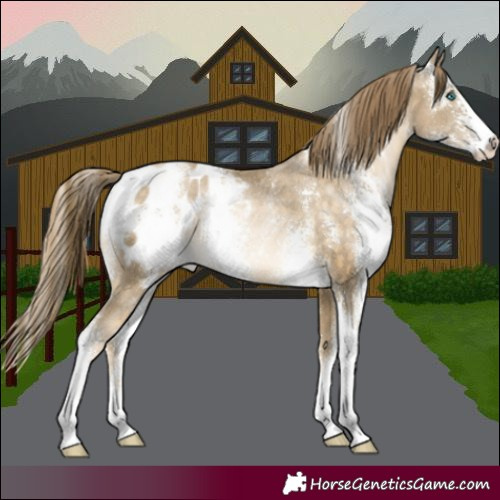 Horse Color:Buckskin Pearl Sabino Appaloosa Rabicano 