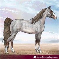 Horse Color:Liver Red Roan Appaloosa