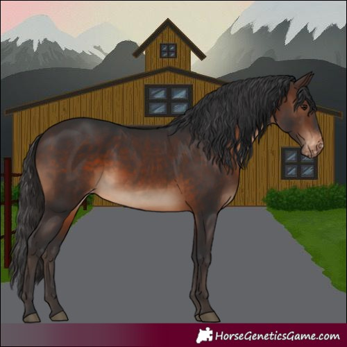 Horse Color:White Spotted Brown Appaloosa 