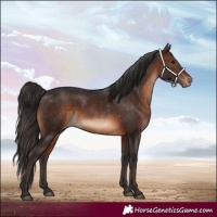 Horse Color:White Spotted Brown Appaloosa 