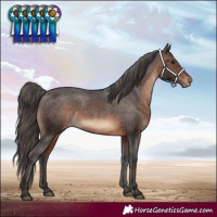 Horse Color:White Spotted Brown Appaloosa 