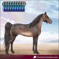Horse Color:White Spotted Brown Appaloosa