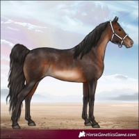 Horse Color:White Spotted Brown Appaloosa 