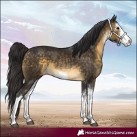 Horse Color:White Spotted Buckskin 