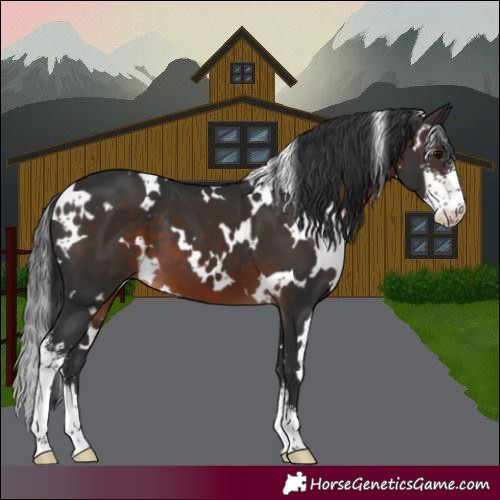 Horse Color:White Spotted Brown Sabino