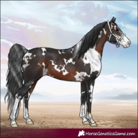 Horse Color:White Spotted Brown Sabino