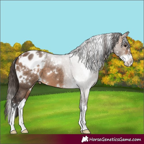 Horse Color:White Spotted Bay Dun Sabino Blanket 