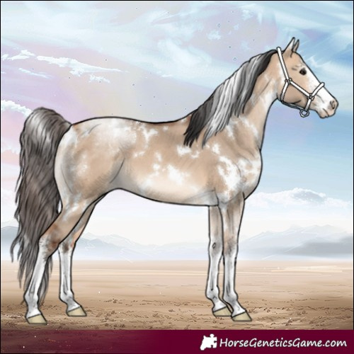Horse Color:White Spotted Bay Dun