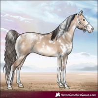 Horse Color:White Spotted Bay Dun