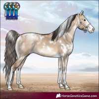 Horse Color:White Spotted Bay Dun 