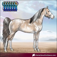 Horse Color:White Spotted Bay Dun