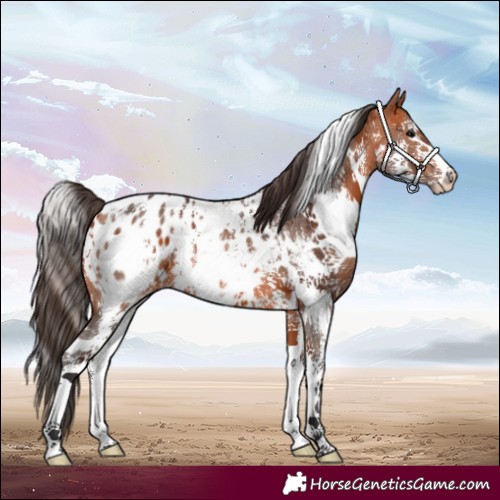 Horse Color:White Spotted Bay Sabino Appaloosa 