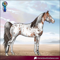Horse Color:White Spotted Bay Sabino Appaloosa 