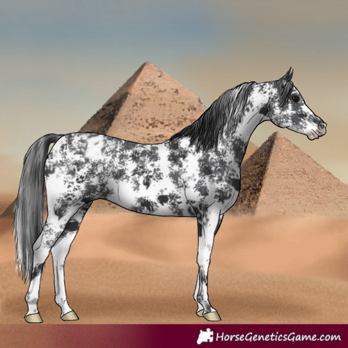 Horse Color:Black Sabino Appaloosa 