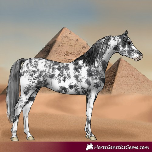 Horse Color:Black Sabino Appaloosa