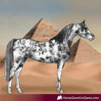 Horse Color:Black Sabino Appaloosa