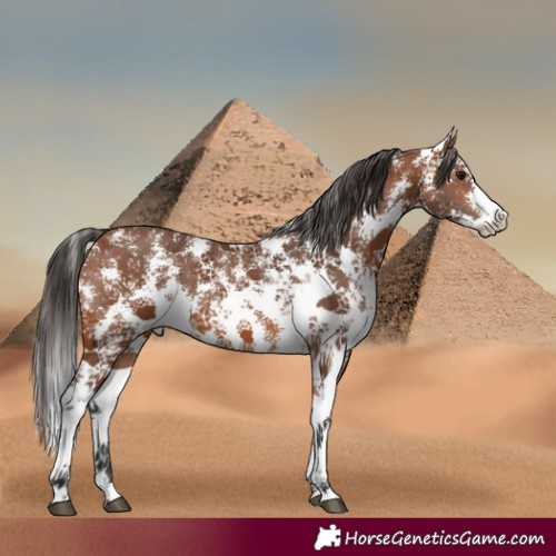 Horse Color:Bay Sabino
