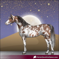 Horse Color:Bay Sabino 