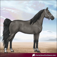 Horse Color:Grullo 