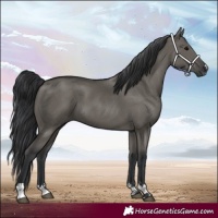 Horse Color:Grullo 
