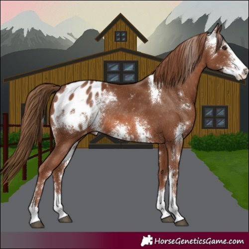 Horse Color:Chestnut Sabino Appaloosa Rabicano 