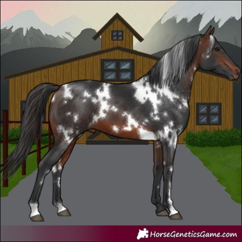 Horse Color:White Spotted Brown 