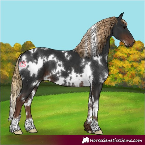 Horse Color:Unknown 