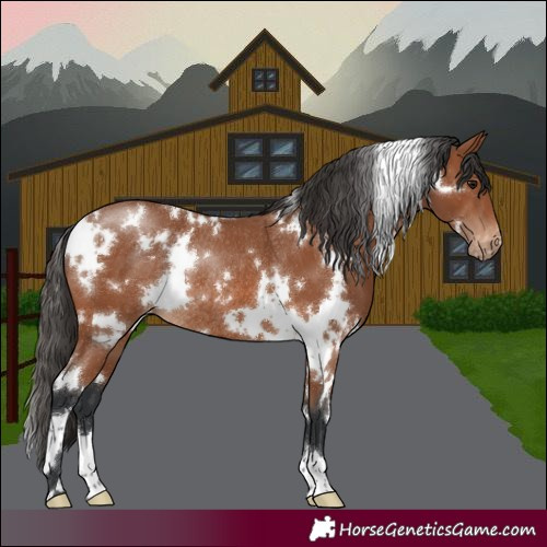 Horse Color:White Spotted Bay Appaloosa Rabicano 