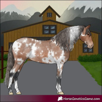 Horse Color:White Spotted Bay Appaloosa Rabicano